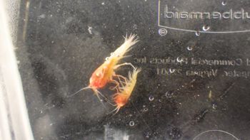 Media type: image;   Invertebrate Zoology 148163 Description: Live specimen.;